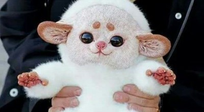 حقيقة صورة حيوان غريب Inari fox