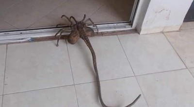 هذه صور لعبة "Facehugger" وليس عنكبوت حقيقي