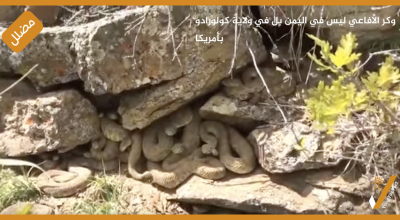 وكر الأفاعي ليس في اليمن بل في ولاية كولورادو بأمريكا