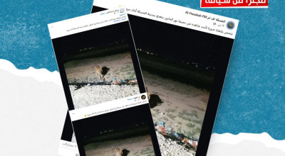 ما حقيقة ظهور أسد في محيط مدينة الحسكة؟
