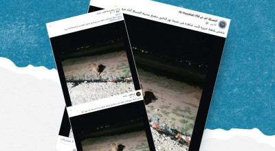 ما حقيقة ظهور أسد في محيط مدينة الحسكة؟