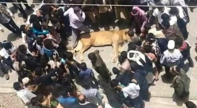 لا صحة للصورة المتداولة لأسد مغمى عليه في أحد شوارع اليمن