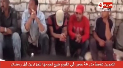 حقيقة فيديو ضبط مزرعة لبيع لحم الحمير في مصر