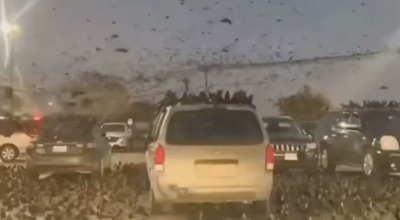 فيديو الغربان قديم وفي تكساس وليس في تل أبيب