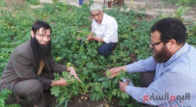 حزب النور يكتشف نباتًا ينتج بطاطس وطماطم