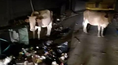 لا صحة لهروب أبقار من مستوطنات غلاف غزة إلى شمال القطاع بسبب الحرائق