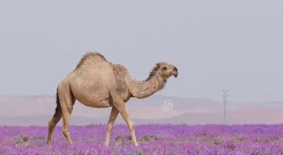 الصور قبل ما يقارب الخمس سنوات وليست حديثة