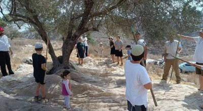 انتشار صور قديمة لقطف الزيتون مع الادعاء أنها حديثة