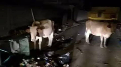 No truth to reports of two hundred cows escaping and crossing into Gaza Strip