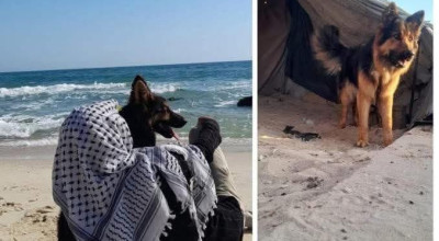 لا صحة لإجلاء كلب من قطاع غزة إلى إيرلندا