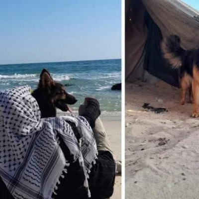 لا صحة لإجلاء كلب من قطاع غزة إلى إيرلندا