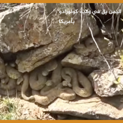 وكر الأفاعي ليس في اليمن بل في ولاية كولورادو بأمريكا