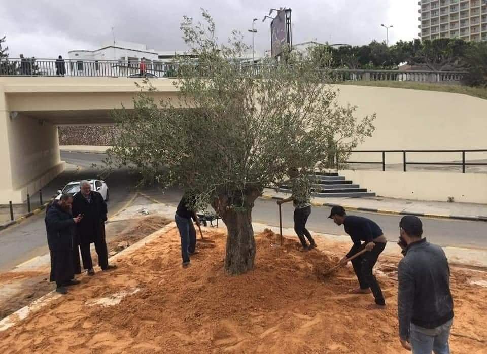 إعادة غرس "الزيتونة" في طرابلس