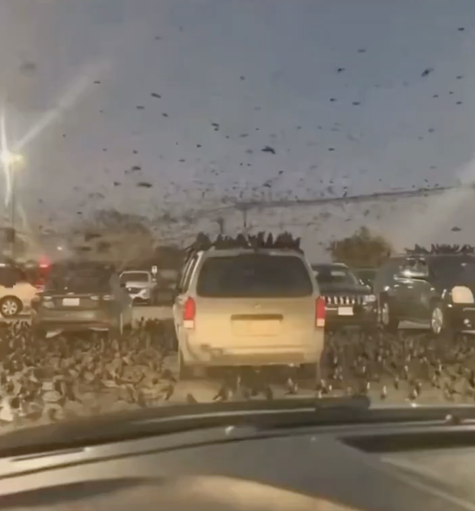 فيديو الغربان قديم وفي تكساس وليس في تل أبيب