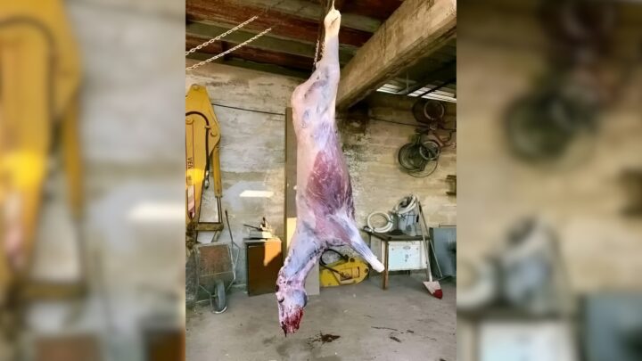 وزارة الاقتصاد والضابطة الجمركية تنفيان لـ&#8221;تحقق&#8221; صحة ادعاء العثور على لحوم حمير في بيت وزن