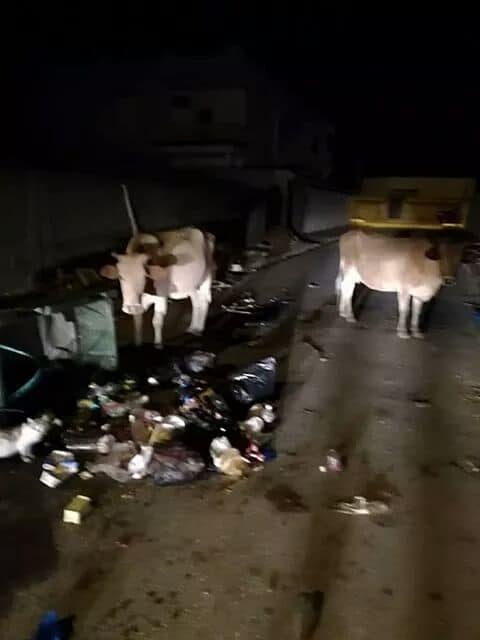 لا صحة لهروب أبقار من مستوطنات غلاف غزة إلى شمال القطاع بسبب الحرائق