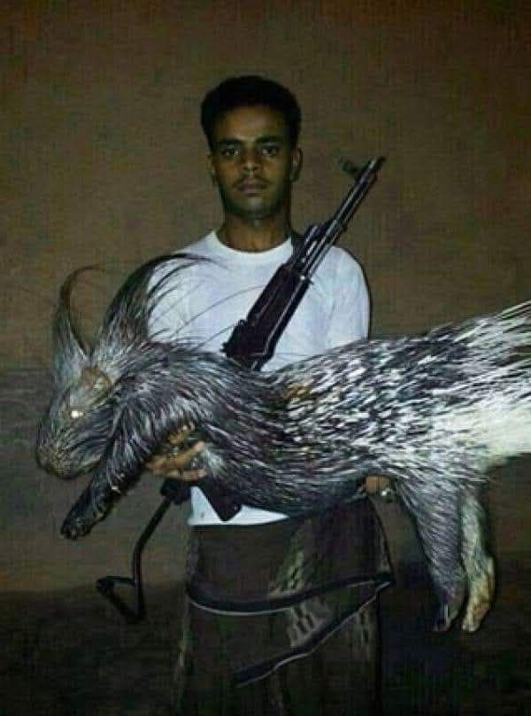 الصورة المتداولة تعود لعام 2014 وتظهر حيوان “النيص” المنتشر في اليمن