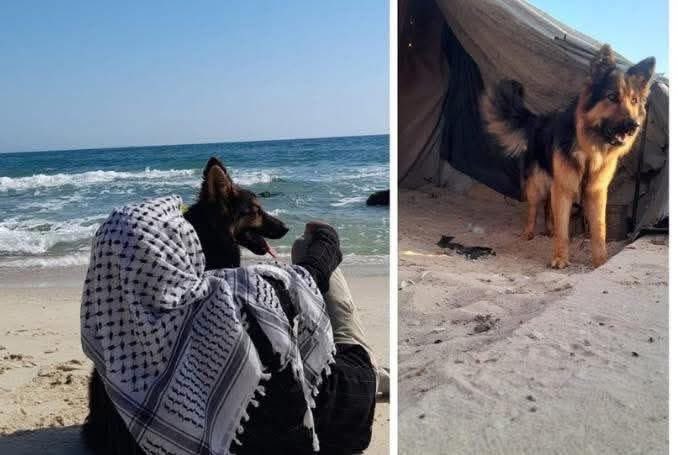 لا صحة لإجلاء كلب من قطاع غزة إلى إيرلندا