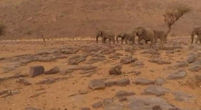 ظهور فِيَلَة في الجنوب الليبي