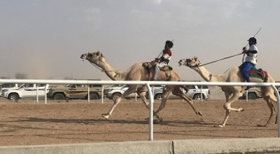 فيديو تجمع بدو سيناء من سباق الهجن السنوي والصوت مُركب