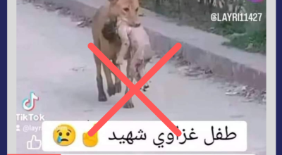 هل هذا المشهد لرضيع في فم كلب في غزة؟
