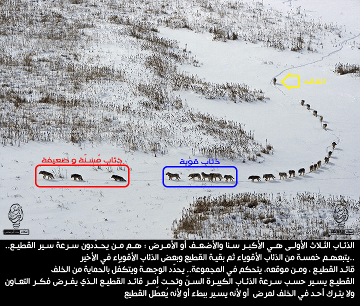 حقيقة طريقة سير قطيع الذئاب