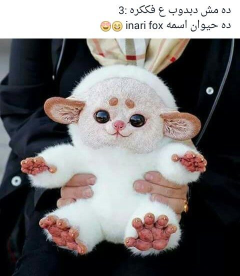 حقيقة صورة حيوان غريب Inari fox