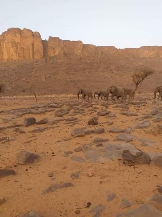 ظهور فِيَلَة في الجنوب الليبي