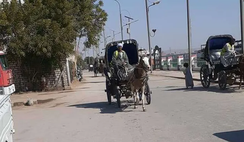 عربات الكارو والحنطور ملزمة في مصر قانونًا بتركيب لوحات معدنية